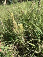 Castilleja chrysantha