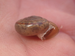 Helminthoglypta