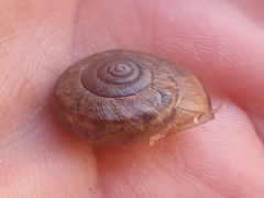 Helminthoglypta