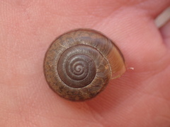 Helminthoglypta