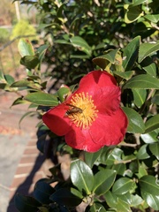 Camellia vernalis