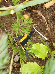 Catasticta teutila