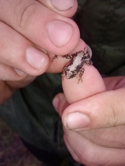 Scinax perpusillus
