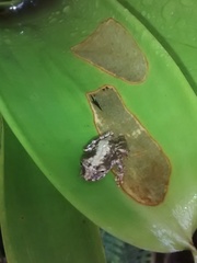 Scinax perpusillus