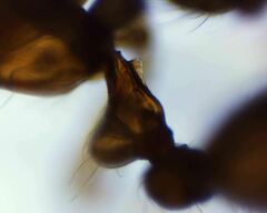 Solenopsis validiuscula