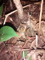 Proceratophrys belzebul