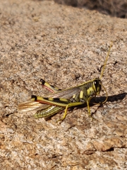 Schistocerca albolineata