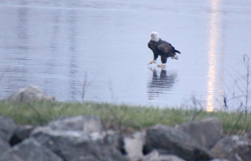 Bald Eagle photographed in Iowa