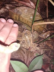 Proceratophrys belzebul