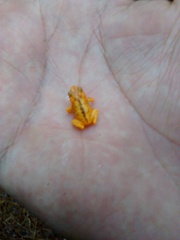 Brachycephalus guarani