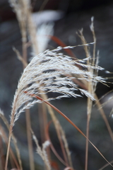 Miscanthus sacchariflorus
