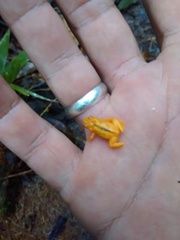 Brachycephalus guarani