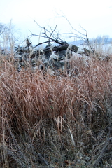 Miscanthus sacchariflorus