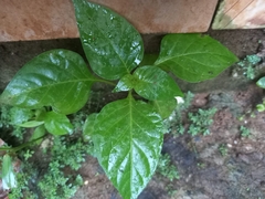 Capsicum annuum
