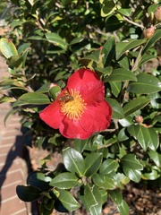 Camellia vernalis