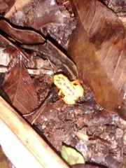 Brachycephalus guarani