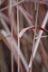 Miscanthus sacchariflorus
