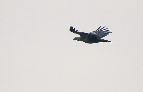 Bald Eagle photographed in Iowa