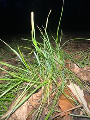 Microlaena stipoides