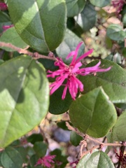 Loropetalum chinense