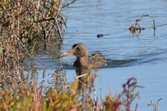 Rallus obsoletus
