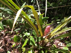 Bromeliaceae