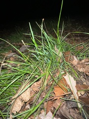 Microlaena stipoides