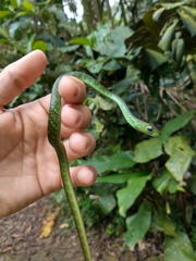 Chironius laevicollis