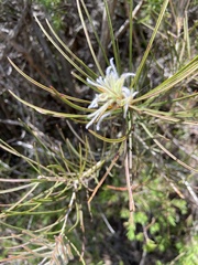 Melaleuca linearis