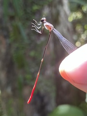 Risiocnemis praeusta