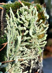 Cladonia coniocraea