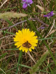 Taractrocera papyria