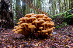 Pholiota malicola