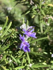Salvia