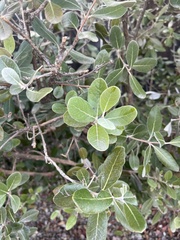 Feijoa