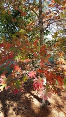 Quercus shumardii