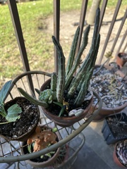 Cereus repandus
