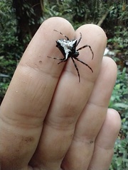 Verrucosa scapofracta