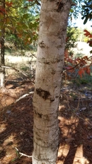 Quercus shumardii