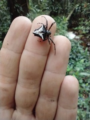 Verrucosa scapofracta