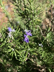 Salvia