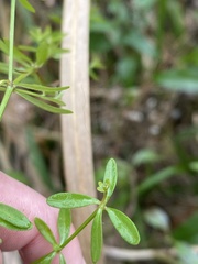 Galium bermudense