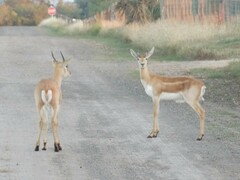 Antilope cervicapra