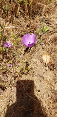 Clarkia tenella