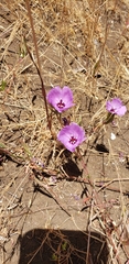 Clarkia tenella