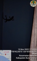 Gekko gecko