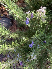 Salvia