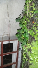 Pleopeltis polypodioides