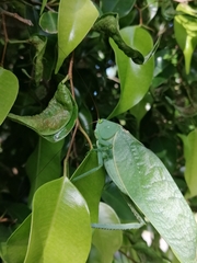 Stilpnochlora azteca