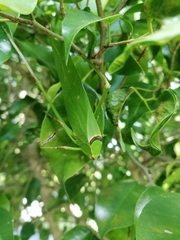 Stilpnochlora azteca